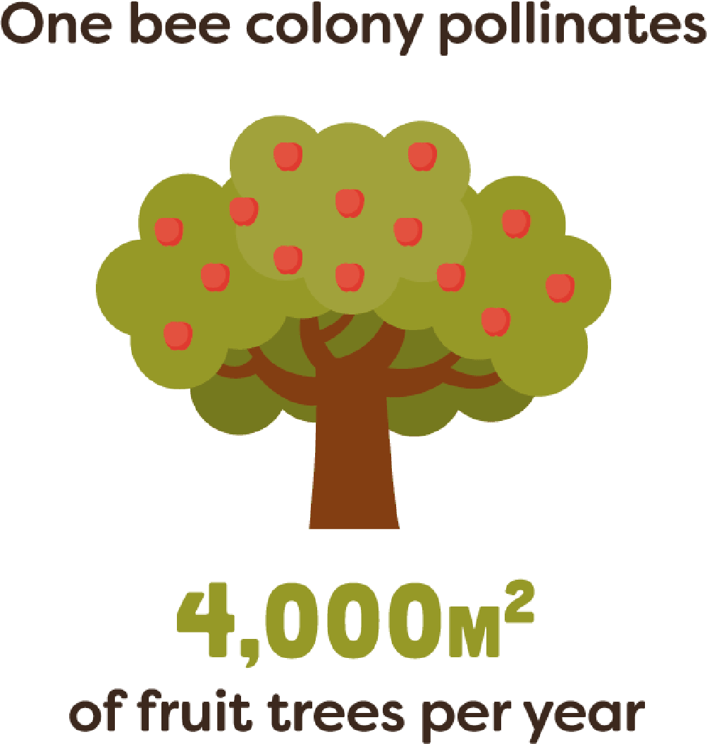 One bee colony pollinates 4,000 meters squared of fruit trees per year